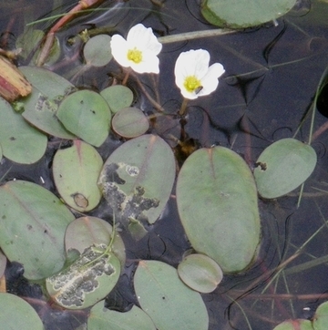 ... und Schwimmendes Froschkraut.