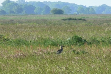 Großer Brachvogel am Fehntjer Tief