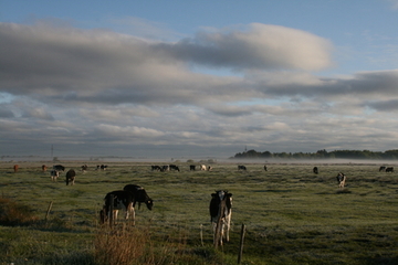 Wiedevieh im Nebel