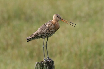 Uferschnepfe (Limosa limosa)