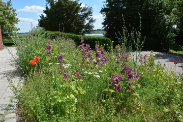 Blühende Malven, Mohn, Scharfgarbe und Nachtkerzen im Insektenbeet. Wer genau hinschaut, findet auch die Kornblume.