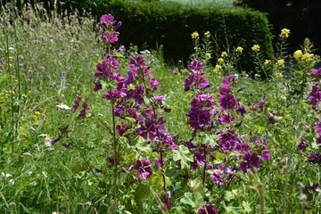 Malven: ein Magnet für Bienen, Hummeln und Co.