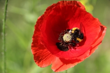 Erdhummel in Mohnblüte