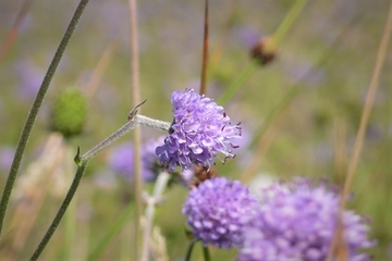 Gewöhnlicher Teufelsabbiss