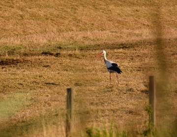 Achtern Diek auf Nahrungssuche: Weißstorch am Deich bei Terborg