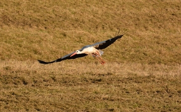 Imposant: mit bis zu über zwei Metern Spannweite gehört der Weißstorch zu den größten Vögeln Deutschlands.