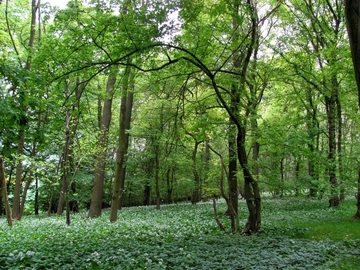 LRT 9170 Labkraut-Eichen-Hainbuchenwald mit Teppich aus Bärlauch (Allium ursinum)