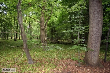 LRT 9160 Bärlauch (Allium ursinum) in feuchtem Eichen-Hainbuchenwald