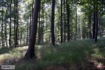 LRT 9130 Kalkärmerer Waldmeister-Buchenwald mit dominantem Perlgras (Melica uniflora)