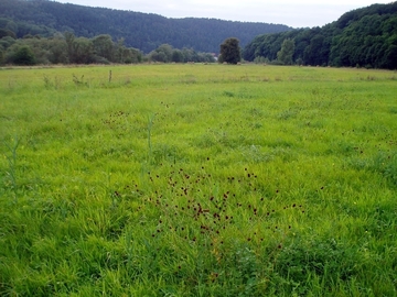 LRT 6510 Mäßig feuchtes mesophiles Grünland mit Großem Wiesenknopf (Sanguisorba officinalis)