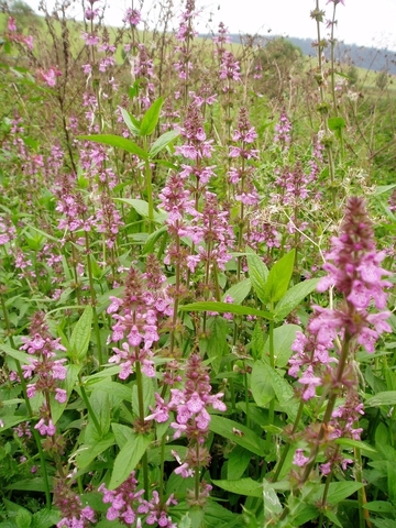 LRT 6410 Uferstauden mit Sumpf-Ziest (Stachys palustris)