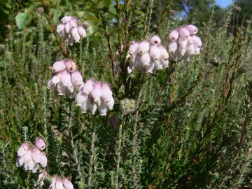 Blühende Glockenheide