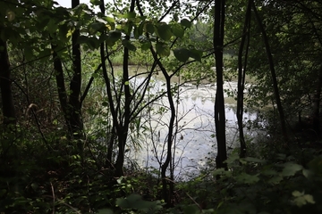 Tongrube im Gebiet - Lebensraum des Kammmolchs