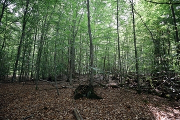 LRT 9110 - Hainsimsen-Buchenwald - Winterlebensraum des Kammmolchs