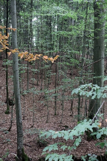 Naturverjüngung der Buche