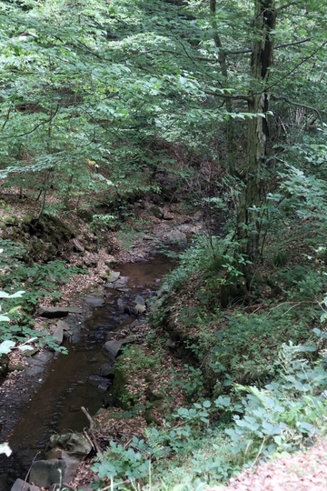 Bachlauf im FFH-Gebiet Totenberg