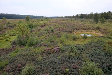 Ausblick vom Beobachtungsturm - Blick auf den LRT 7120 - Renaturierungsfähige degradierte Hochmoore