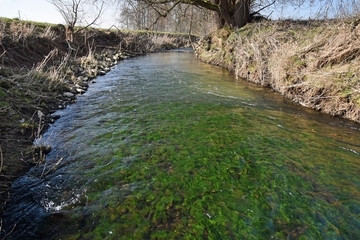 Wasservegetation - Ein Merkmal für den LRT 3260 - Fliessgewässer mit flutender Wasservegetation