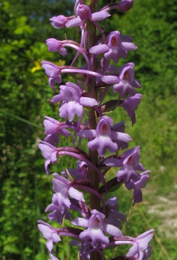 Mücken-Händelwurz (Gymnadenia conopsea) im LRT 6210