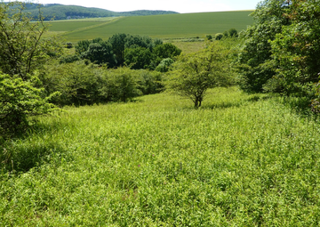 Zwischen Gebüschen ein flächiger Bestand des Weidenblättrigen Alants (Inula salicina)