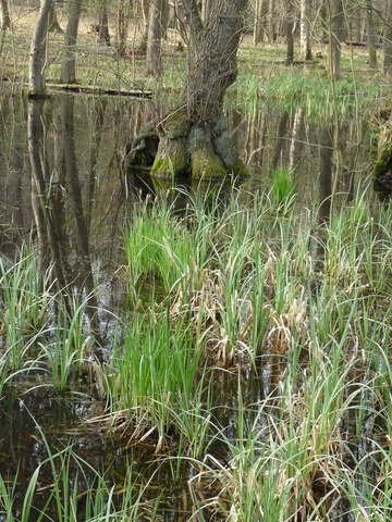 Im Winter und Frühjahr überstauter Erlenbruchwald mit verschiedenen Seggen (Carex)