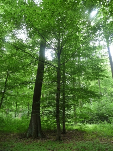LRT 9130 - Waldmeister-Buchenwald mit ausgeprägter Verjüngung