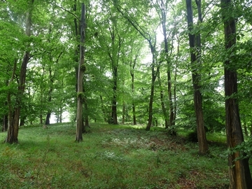 LRT 9170 - Labkraut-Eichen-Hainbuchenwald auf der Kuppe des Limbergs