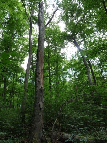 Stehendes Totholz im LRT 9130 - Waldmeister-Buchenwald