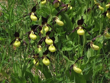 Größtes niedersächsisches Vorkommen von Frauenschuh (Cypripedium calceolus) - eine streng geschützte Art (Anhang II und IV der FFH-Richtlinie)