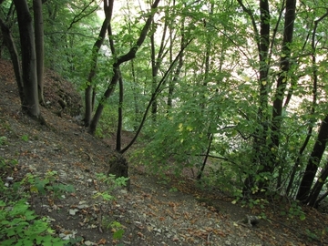 LRT 9180 - Schlucht- und Hangmischwälder am steilen Nordhang des Breitensteins