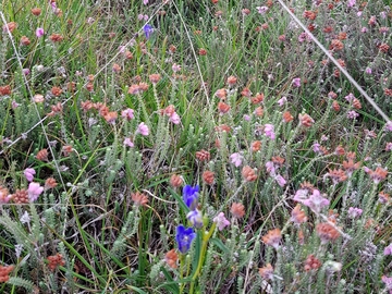 Lungen-Enzian (Gentiana pneumonanthe) im LRT 4010 - Feuchte Heiden mit Glockenheide