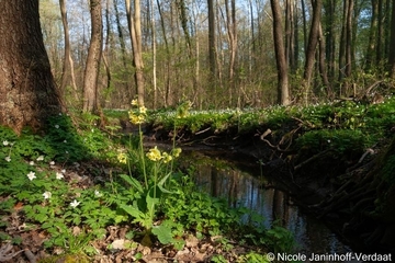 Hohe Schlüsselblume (Primula elatior) im LRT 91E0 - Auenwälder mit Erle, Esche und Weide - an der Kalten Beuster