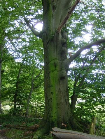 Alte Rotbuchen am Waldrand