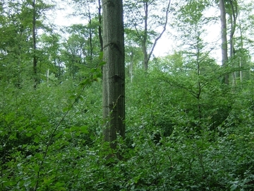 Buchenverjüngung in aufgelichtetem LRT 9130 - Waldmeister-Buchenwald