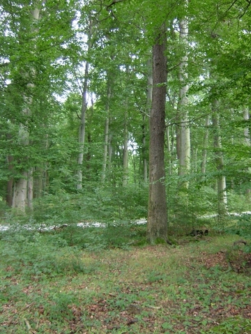 LRT 9130 - Waldmeister-Buchenwald mit beigemischter Traubeneiche