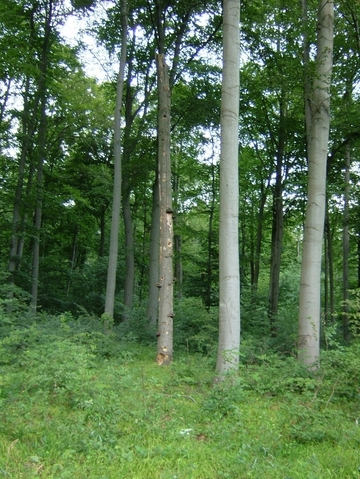 Stehendes Totholz mit Bruthöhlen im LRT 9130 - Waldmeister-Buchenwald