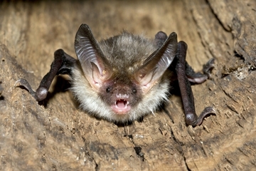 Bechsteinfledermaus - eine streng geschützte Art (Anhang II und IV der FFH-Richtlinie)