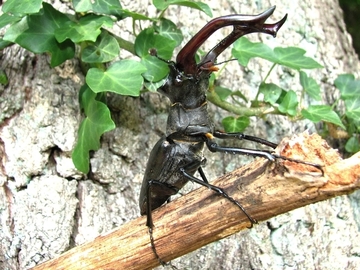 Hirschkäfer (Lucanus cervus) - eine Art von gemeinschaftlicher Bedeutung (Anhang II der FFH-Richtlinie)