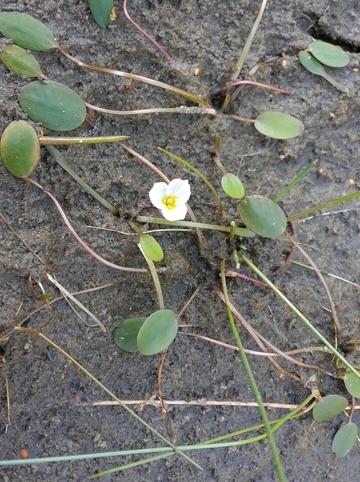 Froschkraut (Luronium natans) - eine streng geschützte Art (Anhang II und IV der FFH-Richtlinie)