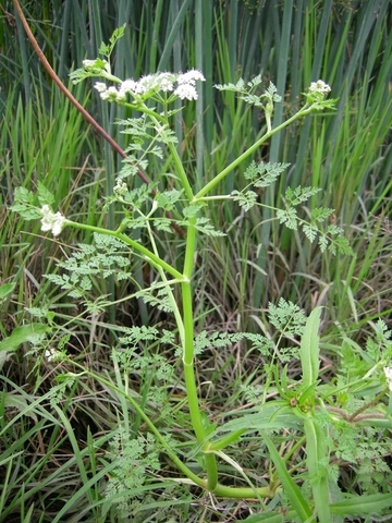 Schierlings-Wasserfenchel (Oenanthe conioides) - eine streng geschützte Art (Anhang II und IV der FFH-Richtlinie)