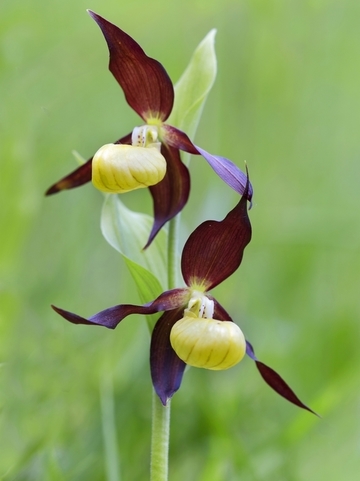 Frauenschuh (Cypripedium calceolus) - eine streng geschützte Art (Anhang II und IV der FFH-Richtlinie)