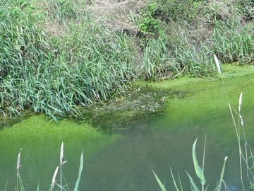 LRT 3260 - Fließgewässer mit flutender Wasservegetation in der Nette mit Spreizendem Wasserhahnenfuß (Ranunculus circinatus)