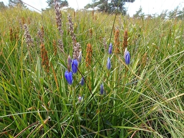 LRT 4010 - Feuchte Heiden mit Glockenheide und Lungenenzian (Gentiana pneumonanthe)