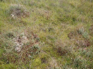 Naturnahes Heidehochmoor mit Schnabelried-Schwingrasen