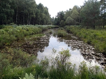 Naturnaher nährstoffarmer Torfstich