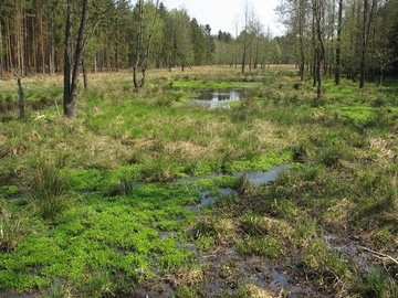 Vernässungsbereiche im Luttertal