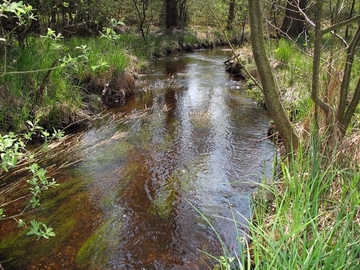 Lutter - der Lebensraum der Flussperlmuschel