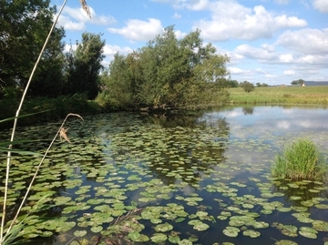 Altwasser mit Gelber Teichrose -LRT 3150 - Natürliche und naturnahe nährstoffreiche Stillgewässer mit Laichkraut- oder Froschbissgesellschaften