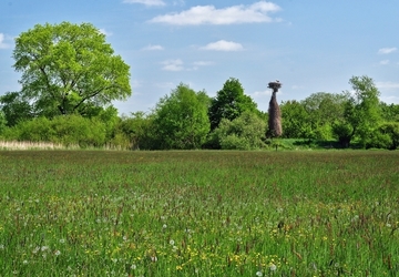 LRT 6510 - Magere Flachlandmähwiese mit Storchenhorst bei Winsen