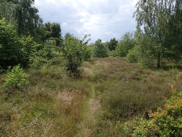 LRT 2310 - Sandheiden mit Besenheide und Ginster auf Binnendünen - verbuscht mit Weißdorn, Eichen, Birken, Traubenkirsche